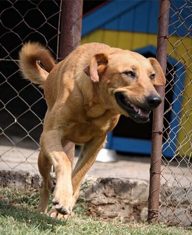 Months after launching an urgent appeal to secure new premises, beloved animal rescue 4Paws remains in limbo, grateful for community support but still short of the funds needed to move.