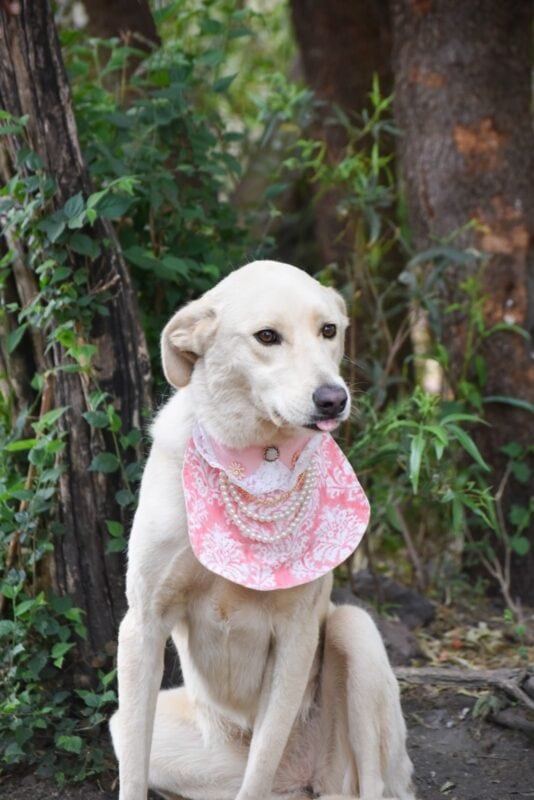 Grey skies and rainy days don’t have to dampen your dog’s spirit. Here’s how to keep them active, happy, and entertained indoors.