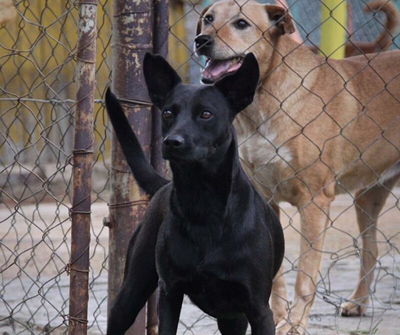 Despite generous community support, animal rescue 4Paws remains without a permanent shelter as their current premises remain up for sale.