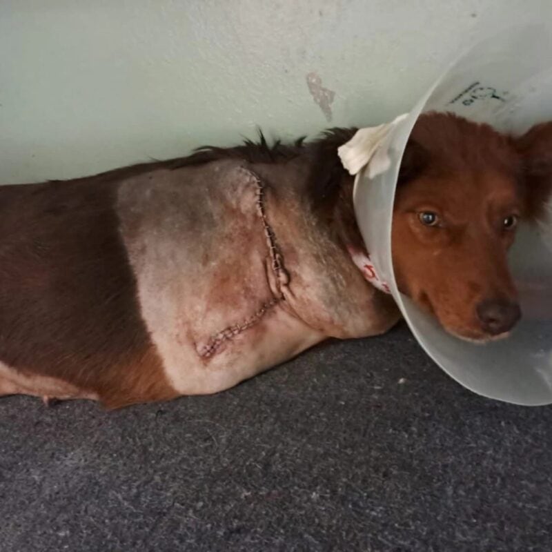 After being hit by a car and losing a leg, a dog named Missie has found a loving family and is thriving like never before.