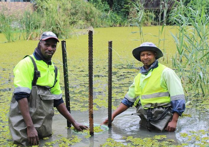 The weeds keep returning, but so do the men determined to clear them, while City Parks explains why the dam won’t stay clean.