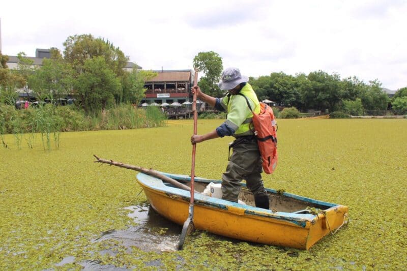 It’s never a dull day at Lonehill Dam; the invasive weeds just won’t quit. First, it was the Kariba weed; once that was cleared, the red fern took over. Now, the Kariba weed is back in the spotlight. Environmentalist shares why.