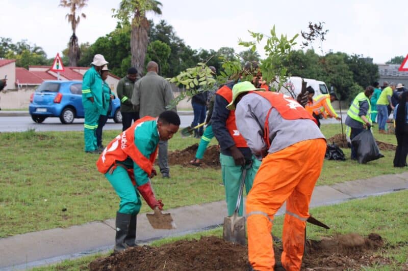 From Fourways to Diepsloot, the 10km stretch of Winnie Mandela Drive now looks greener than ever, and it is all thanks to a major City Parks tree-planting drive that turned planning into action and left everyone smiling.