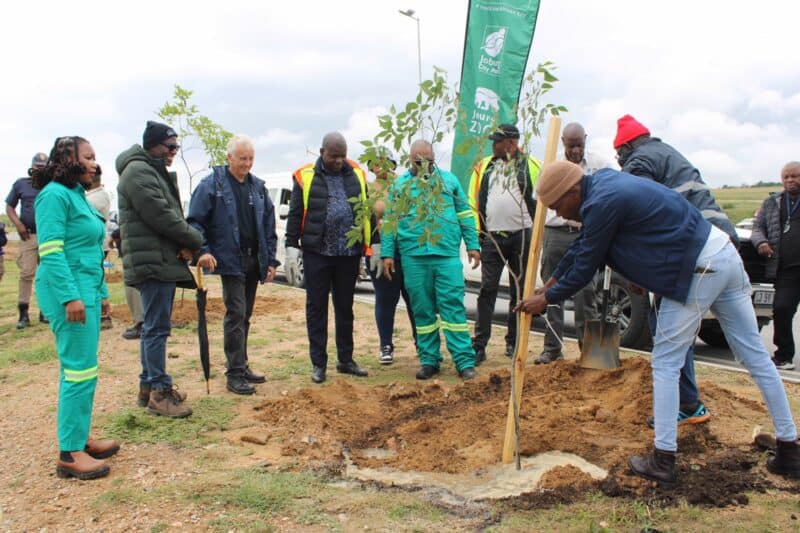 City Parks confirms where all 3 000 trees along Winnie Mandela Drive came from, and confirms the project has nothing to do with the G20 Summit.