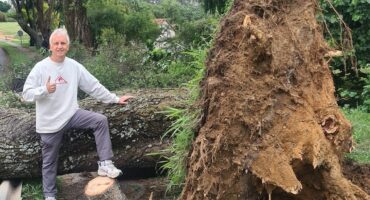 Ward 94 Councillor David Foley inspects the site of the fallen tree on Lonehill Boulevard on the morning of November 17, 2025, praising City Parks for their swift and efficient response. Photo: Supplied