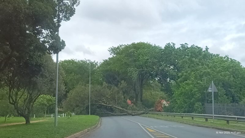 A Lonehill resident says she is grateful to be alive but deeply shaken after a massive tree came crashing down just metres from her car during a storm on November 16.