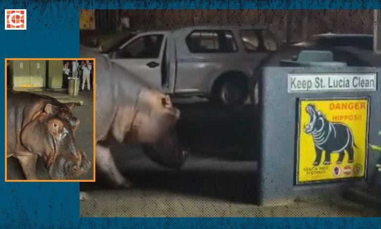 Watch: St Lucia, where hippos roam free and steal the show