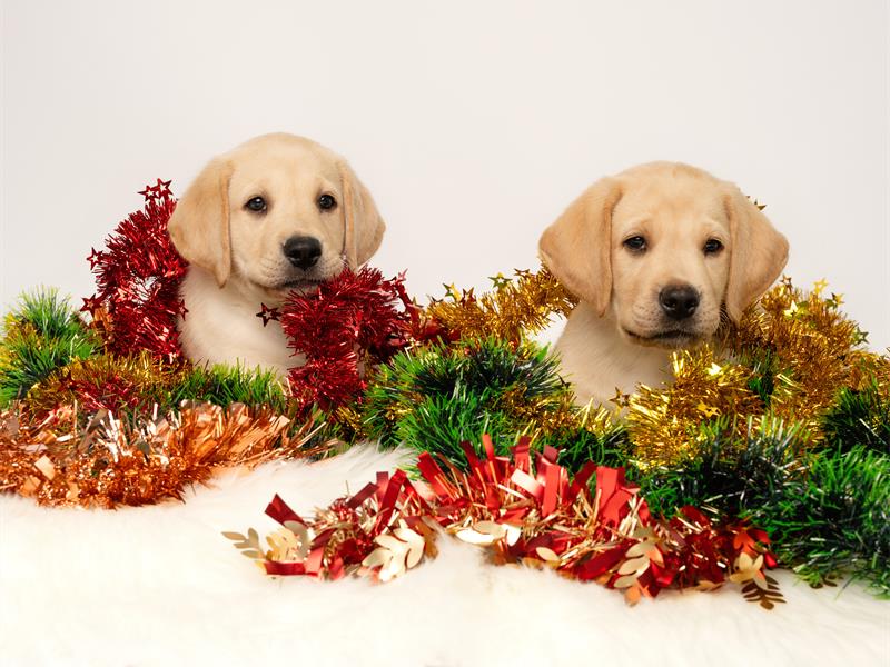 As the festive season draws near, the SA Guide-Dogs Association extends heartfelt thanks to the community for helping change lives, one paw at a time.