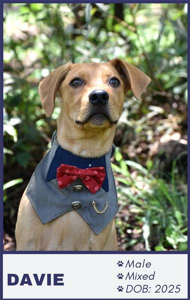 As festive excitement builds, many families consider adding a furry friend to their Christmas gift list, but animal welfare experts urge residents to think carefully before turning pets into presents.