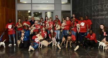 Keep your dogs and cats entertained this holiday season, Woodrock shows how. Photo: Supplied