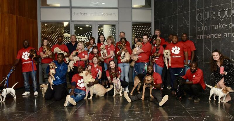 Keep your dogs and cats entertained this holiday season, Woodrock shows how. Photo: Supplied