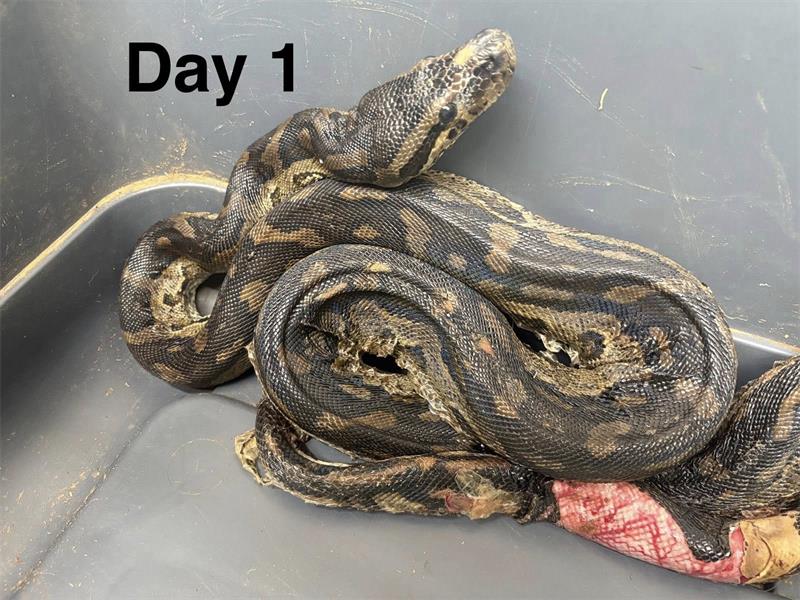 Snake at death’s door gets second chance at life thanks to Johannesburg Wildlife Veterinary Hospital