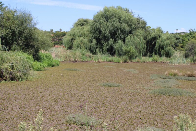 The fight to restore the Lonehill Dam is far from over, says residents' association officials, who are prioritising sustainable solutions over quick fixes.
