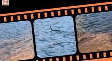 Boomslang goes for a swim in the Western Cape1