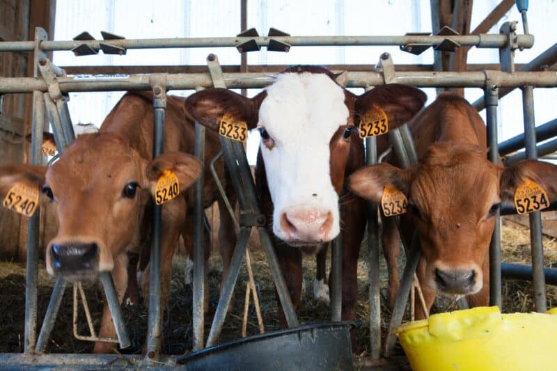 Gauteng set to receive 124 800 doses as part of a targeted national rollout to protect the local agricultural sector from foot and mouth disease.