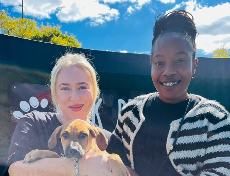 Some people believe rescue animals are “damaged”, but the animal rescue is showing fur parents that they simply have a past, not a lesser future.