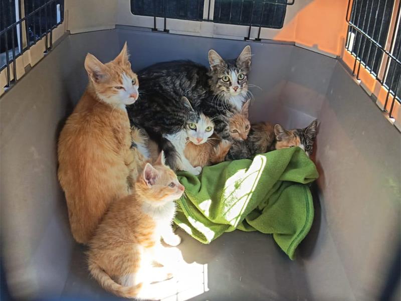 A concerned resident’s call led the non-profit animal rescue to a struggling mother cat and her five kittens living in the streets. They now seek donations to continue their pawsome work.
