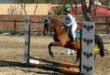 Avenly Symon and her horse Harry during the training show at Cavaliere Equine Centre on July 11, 2026. Photo: Supplied