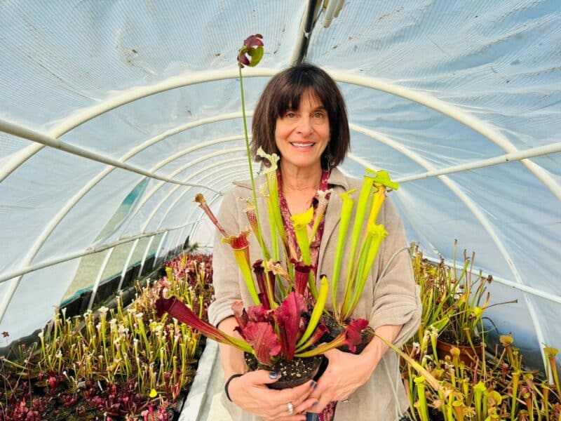 Colourful, captivating and unlike anything found in most gardens, these plants have one thing in common: insects are deliciously on their menu.