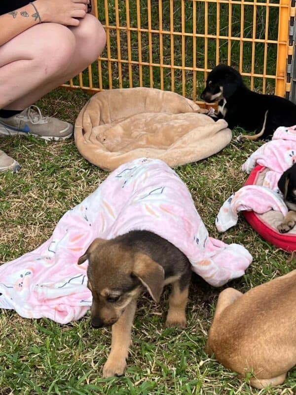 Dogs take part in a previous pop-up vaccination initiative. Photo: Supplied