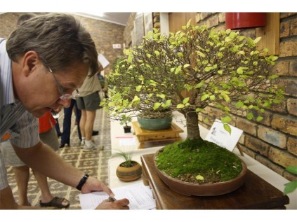 These miniature trees were displayed at the Bonsai show held in Boksburg.
