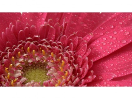 Pink Petals, by Roche Cutler.