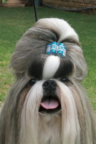 Die driejarige shih tzu, Danny, is Animaltalk se top-skouhond van 2013.