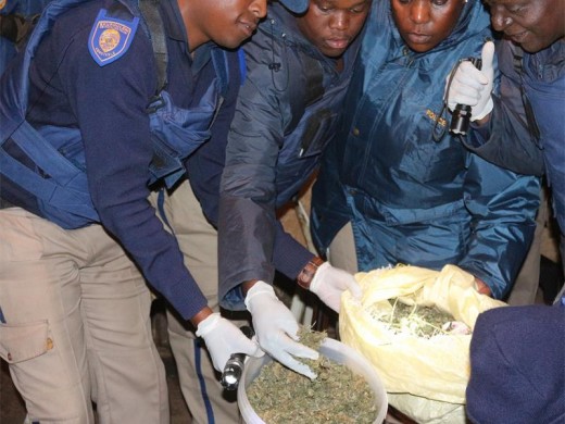 Some of the dagga confiscated during the raid.