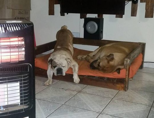 Chantelle Lourens McMaster's dogs. She said one of them sleeps inside with "bums in the air".