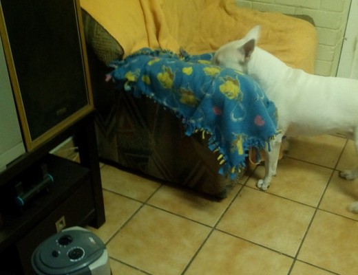 Magda Deon Burger's dog