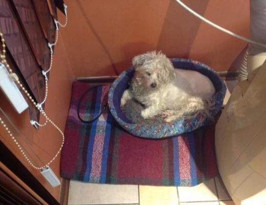 Maureen Knight's doggy