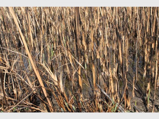 Reeds taller than a metre have been growing in the wet areas around the leakages and now also serve as a hiding place for criminals.