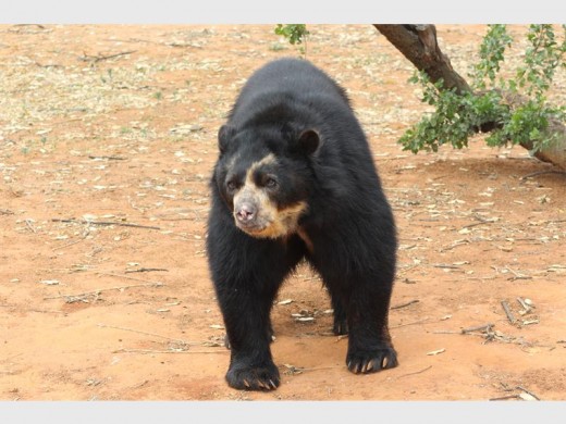 Spectacled bears are an endangered species - there are only between 2 000 and 2 400 of them left in the wild.