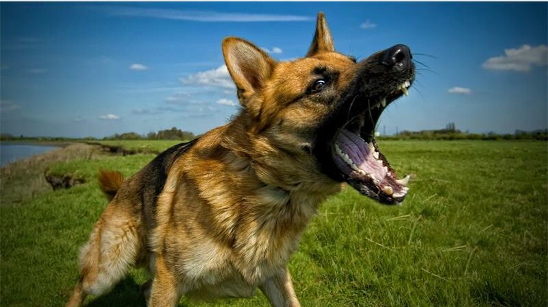The animal welfare organisation says many attacks are linked to poor training, lack of control and inexperienced owners keeping powerful breeds for security purposes.
