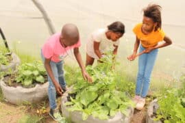 How local schools are teaching sustainability and climate awareness Pic 2