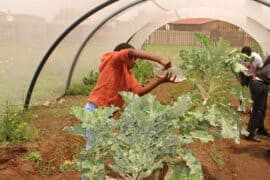 How local schools are teaching sustainability and climate awareness Pic 4