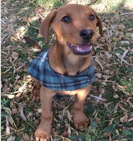 Remember to follow Boksburg SPCA Charity Shop on Facebook to keep an eye out for animals up for adoption.