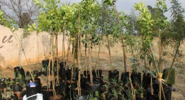 Residents plant trees in Delmore Garden, Boksburg.