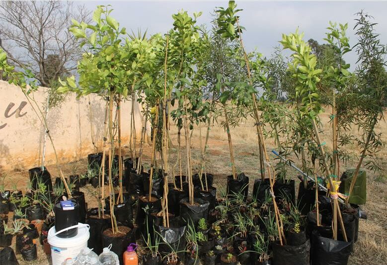 Residents plant trees in Delmore Garden, Boksburg.