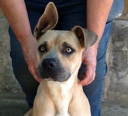 Remember to follow Boksburg SPCA Charity Shop on Facebook to keep an eye out for animals up for adoption.