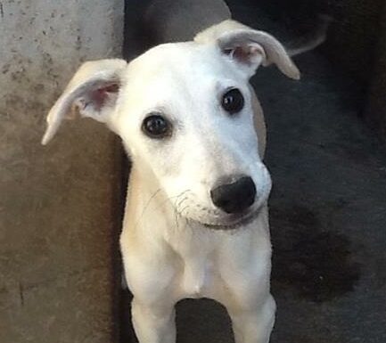 Remember to follow the Boksburg SPCA Charity Shop on Facebook to keep an eye out for animals up for adoption.