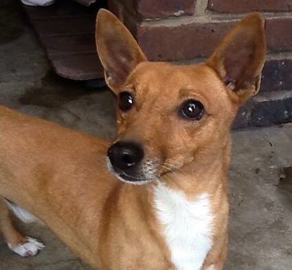 Remember to follow Boksburg SPCA Charity Shop on Facebook to keep an eye out for animals up for adoption.