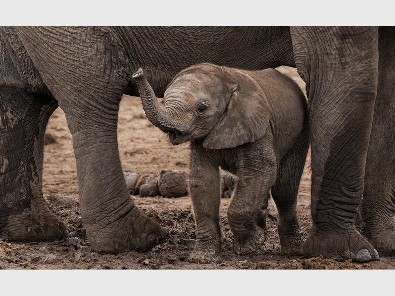 Find out more about Boksburg Camera Club at www.boksburgcameraclub.co.za.