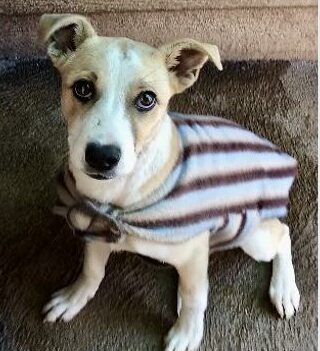 Read on to see how you can keep your furry friends safe this season.