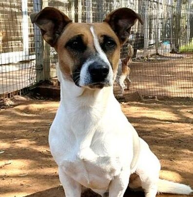 Remember to follow Boksburg SPCA Charity Shop on Facebook to keep an eye out for animals up for adoption.