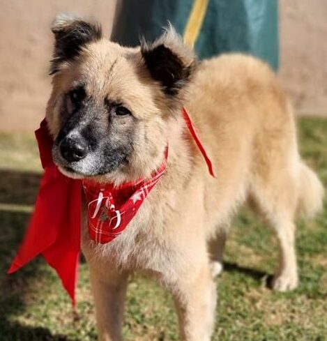 Remember to follow Boksburg SPCA Charity Shop on Facebook to keep an eye out for animals up for adoption.