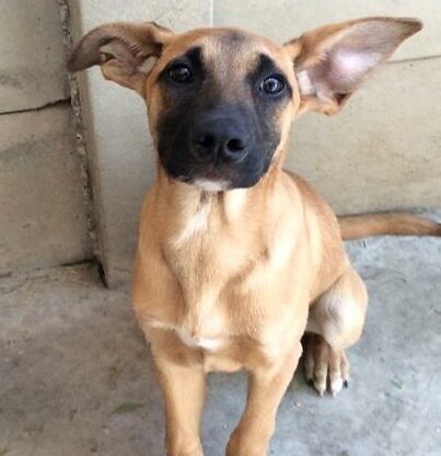 Remember to follow 'Boksburg SPCA Charity Shop' on Facebook to keep an eye out for animals up for adoption.