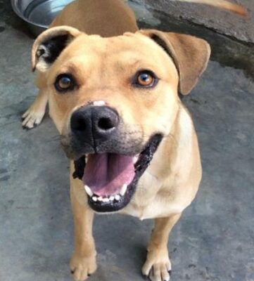 Adopt a pet 