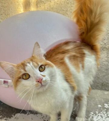 Adopt a pet 
