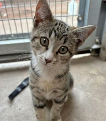 Adopt a pet